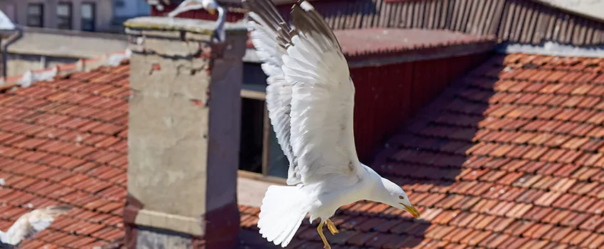 Residential Chimney Animal Removal Solution in La Porte, IN
